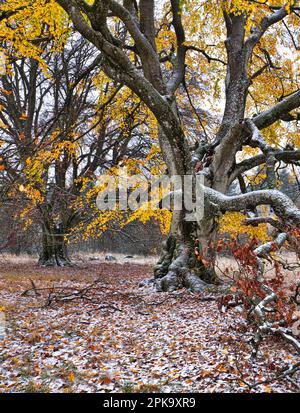 Europa, Deutschland, Hessen, Mittelhessen, Naturpark Lahn-Dill-Bergland, Alte buche im Herbst unter Schnee, Steffenberg Stockfoto