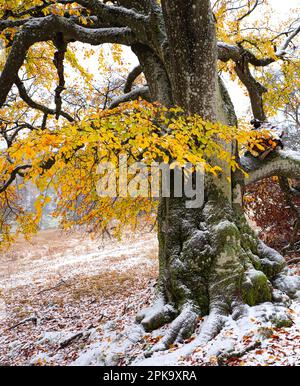 Europa, Deutschland, Hessen, Mittelhessen, Naturpark Lahn-Dill-Bergland, Alte buche im Herbst unter Schnee, Steffenberg Stockfoto