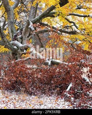 Europa, Deutschland, Hessen, Mittelhessen, Naturpark Lahn-Dill-Bergland, Alte buche im Herbst unter Schnee, Steffenberg Stockfoto