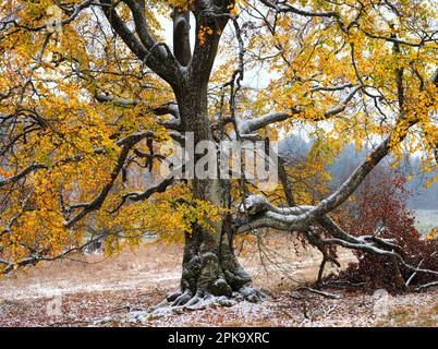 Europa, Deutschland, Hessen, Mittelhessen, Naturpark Lahn-Dill-Bergland, Alte buche im Herbst unter Schnee, Steffenberg Stockfoto