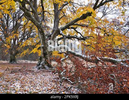 Europa, Deutschland, Hessen, Mittelhessen, Naturpark Lahn-Dill-Bergland, Alte buche im Herbst unter Schnee, Steffenberg Stockfoto