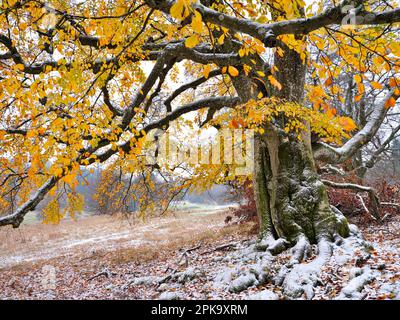 Europa, Deutschland, Hessen, Mittelhessen, Naturpark Lahn-Dill-Bergland, Alte buche im Herbst unter Schnee, Steffenberg Stockfoto