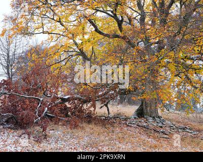 Europa, Deutschland, Hessen, Mittelhessen, Naturpark Lahn-Dill-Bergland, Alte buche im Herbst unter Schnee, Steffenberg Stockfoto