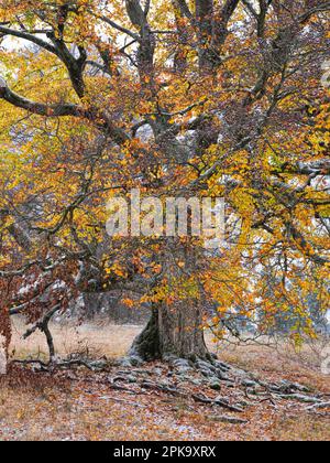 Europa, Deutschland, Hessen, Mittelhessen, Naturpark Lahn-Dill-Bergland, Alte buche im Herbst unter Schnee, Steffenberg Stockfoto