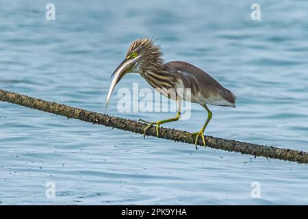 Ein Teich-Reiher mit einer Tötung im Mund Stockfoto