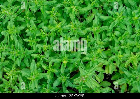 Grüner, frischer, süßer Majoran, Origanum majorana, würzige Kräutersprossen wachsen, Nahaufnahme. Stockfoto