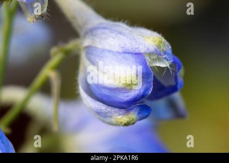 Die hellblauen Blüten der Delphinium-Blüten. Pazifische Riesen. Stockfoto