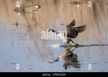 Kanadagans (Branta Canadensis) Stockfoto