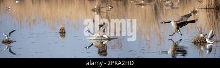 Kanadagans (Branta Canadensis) Stockfoto