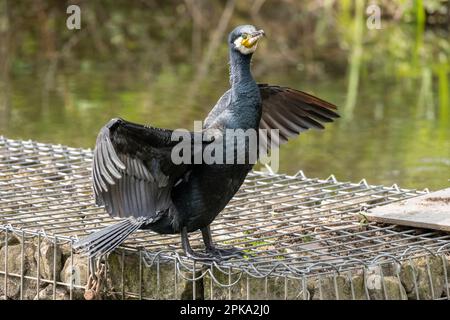 Kormoran ( Phalacrocorax carbo ) trocknet seine Flügel. Stockfoto