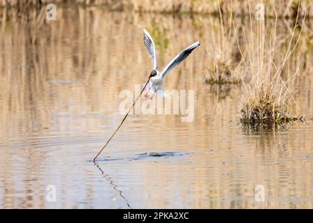 Die Schwarzkopfmöwe (Larus ridibundus) sammelt Nestmaterial für den Nestbau. Stockfoto