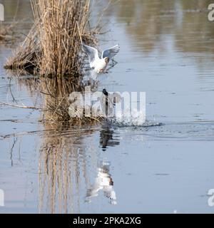 Schwarzkopfmöwe (Larus ridibundus) und Muschi (Fulica atra) kämpfen um ein Nest. Stockfoto