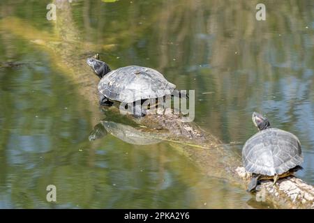 Rotohrschildkröten (Trachemys scripta elegans), Deutschland, Baden-Württemberg. Stockfoto