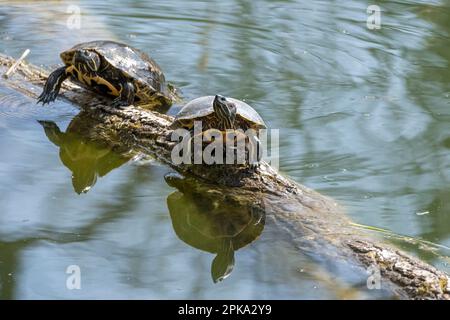 Rotohrschildkröten (Trachemys scripta elegans), Deutschland, Baden-Württemberg. Stockfoto