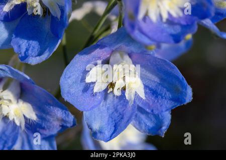 Die hellblauen Blüten der Delphinium-Blüten. Pazifische Riesen. Stockfoto