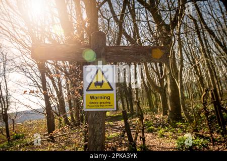 Warnschild Schaf grast in der Bucht, bitte halten Sie Hunde in Führung. Stockfoto