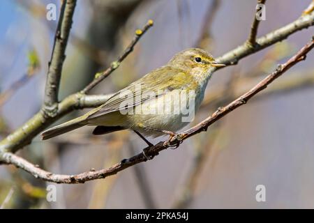 Im Frühling im Busch/Strauß hochsitzender gewöhnlicher Chiffchaff (Phylloscopus collybita) Stockfoto