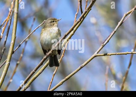 Im Frühling im Busch/Strauß hochsitzender gewöhnlicher Chiffchaff (Phylloscopus collybita) Stockfoto