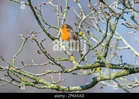 Europäische Rotbrust (Erithacus rubecula), hoch oben im Busch/Strauß und im Frühling aus dem Zweig gesungen Stockfoto