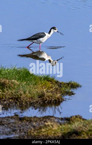 Schwarzflügelpfähle (Himantopus himantopus) männliche Futtersuche in seichtem Wasser im Feuchtgebiet im Frühling Stockfoto