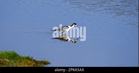 Schwarzflügelpfähle (Himantopus himantopus) männliche Futtersuche in seichtem Wasser im Feuchtgebiet im Frühling Stockfoto