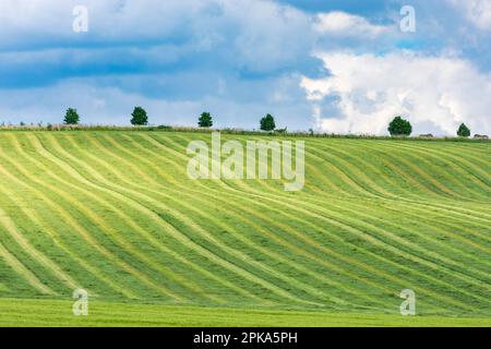 Odry (Owl), gemähte Wiese, geschnittenes Gras, Baumreihe in Mährisch-Schlesien, Tschechien Stockfoto