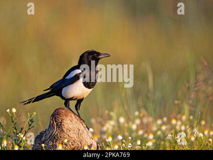 Elster (Pica picai) auf einem Baumstamm, Castilla-La Mancha, Spanien Stockfoto