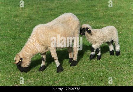 Schaf mit Lamm, Schaf mit schwarzer Nase aus Wallis, Wallis, Schweiz Stockfoto