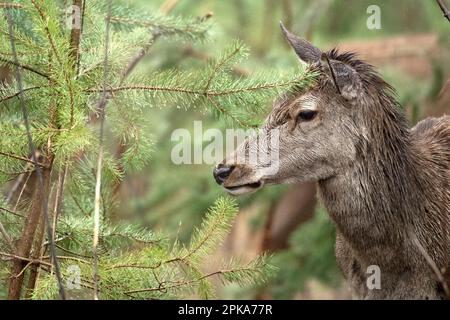 Rotwild, Ende des Winters Stockfoto