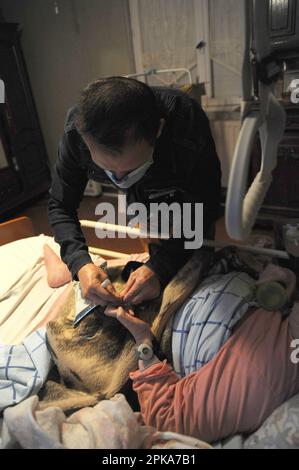 Selbstständige Landkrankenschwester zu Hause eines insulinabhängigen Patienten zur schnellen Insulininjektion. 90-jähriger allein zu Hause lebender Mensch. Stockfoto