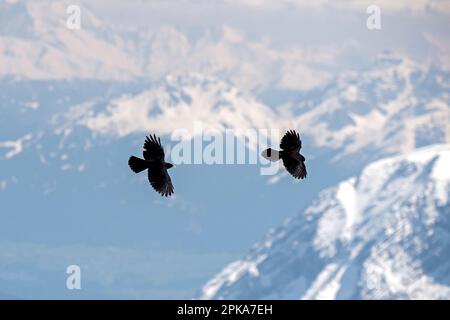 Alpine Alpenkrähe im Flug Stockfoto