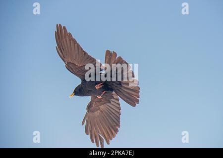 Alpine Alpenkrähe im Flug Stockfoto