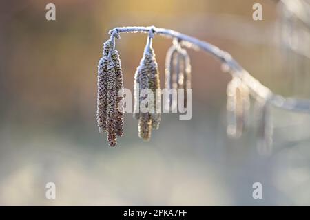 Blumenkatzen aus Haselbusch (Corylus avellana) sind mit Heiserfrost bedeckt, Deutschland Stockfoto