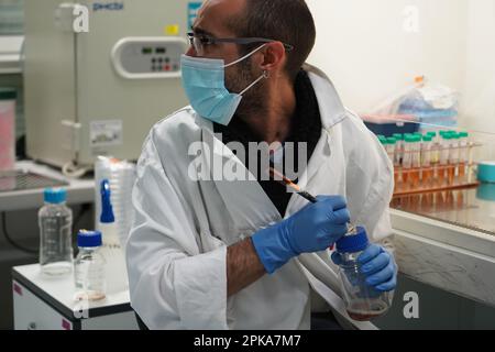 Untersuchungen über chronische bakterielle Infektionen innerhalb von Inserm. Student, der an bakteriologischen Infektionen arbeitet. Stockfoto