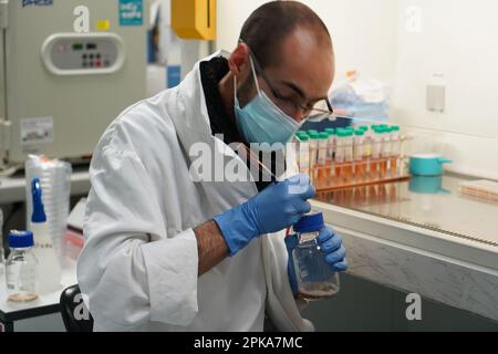 Untersuchungen über chronische bakterielle Infektionen innerhalb von Inserm. Student, der an bakteriologischen Infektionen arbeitet. Stockfoto