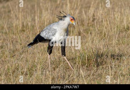 Sekretär (Sagittarius serpentarius) auf der Suche nach Nahrungsmitteln Stockfoto