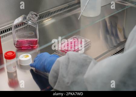 Untersuchungen über chronische bakterielle Infektionen innerhalb von Inserm. PhD-Student, der an Brucellose-Bakterien arbeitet. Stockfoto