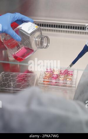 Untersuchungen über chronische bakterielle Infektionen innerhalb von Inserm. PhD-Student, der an Brucellose-Bakterien arbeitet. Stockfoto