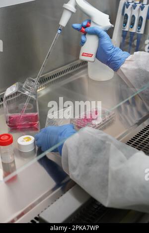 Untersuchungen über chronische bakterielle Infektionen innerhalb von Inserm. PhD-Student, der an Brucellose-Bakterien arbeitet. Stockfoto