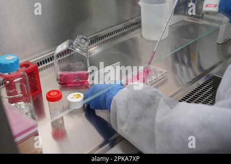 Untersuchungen über chronische bakterielle Infektionen innerhalb von Inserm. PhD-Student, der an Brucellose-Bakterien arbeitet. Stockfoto