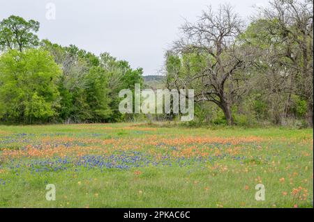 An einem bedeckten Frühlingstag in Texas gibt es ein Feld mit bluebonnets und indischem Pinsel. Stockfoto