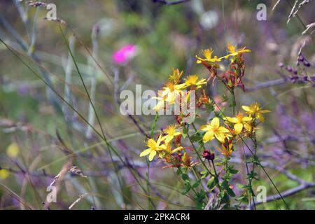 St. Johanniskraut (Hypericum perforatum) im Sommer mit gelben Blüten. Horizontales Bild mit selektivem Fokus, unscharfem grünen Hintergrund und c Stockfoto