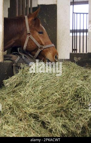 24.02.2023, Deutschland, Brandenburg, Vogelsdorf - Pferdeessen aus einem großen Heuhaufen. 00S230224D541CAROEX.JPG [MODELLVERSION: NICHT ANWENDBAR, EIGENSCHAFTS-RE Stockfoto