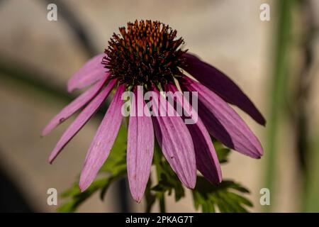 Eine Nahaufnahme eines Purpursonnchens oder Echinacea, ein Mitglied der Gänseblümchen-Familie Stockfoto
