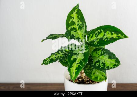 Nahaufnahme der Aglaonema pictum tricolor Pflanze Stockfoto