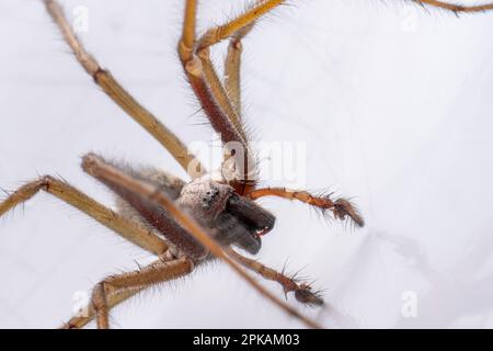 Makrofoto einer Eratigena atrica, auch bekannt als Riesenhausspinne Stockfoto