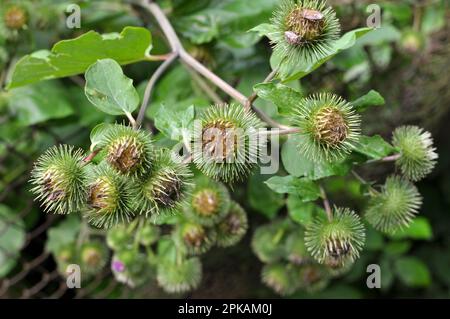 Klette (Arctium) wächst im Sommer in der Wildnis Stockfoto