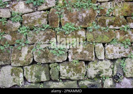 Hintergrund mit alter Steinwand und Vegetation Stockfoto