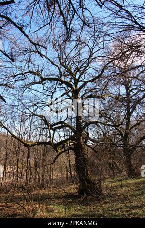 Im Wald ein alter Lindenbaum mit einer Krone Stockfoto