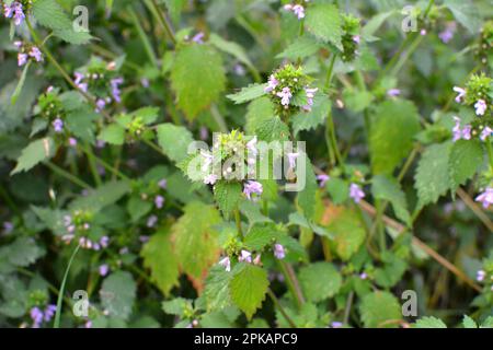 Die Wildpflanze BallotaNigra wächst in der Natur Stockfoto